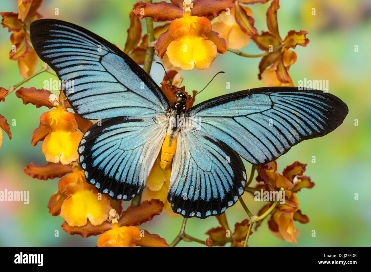 African Giant Blue Swallowtail Butterfly, Papilio zalmoxis Stock Photo