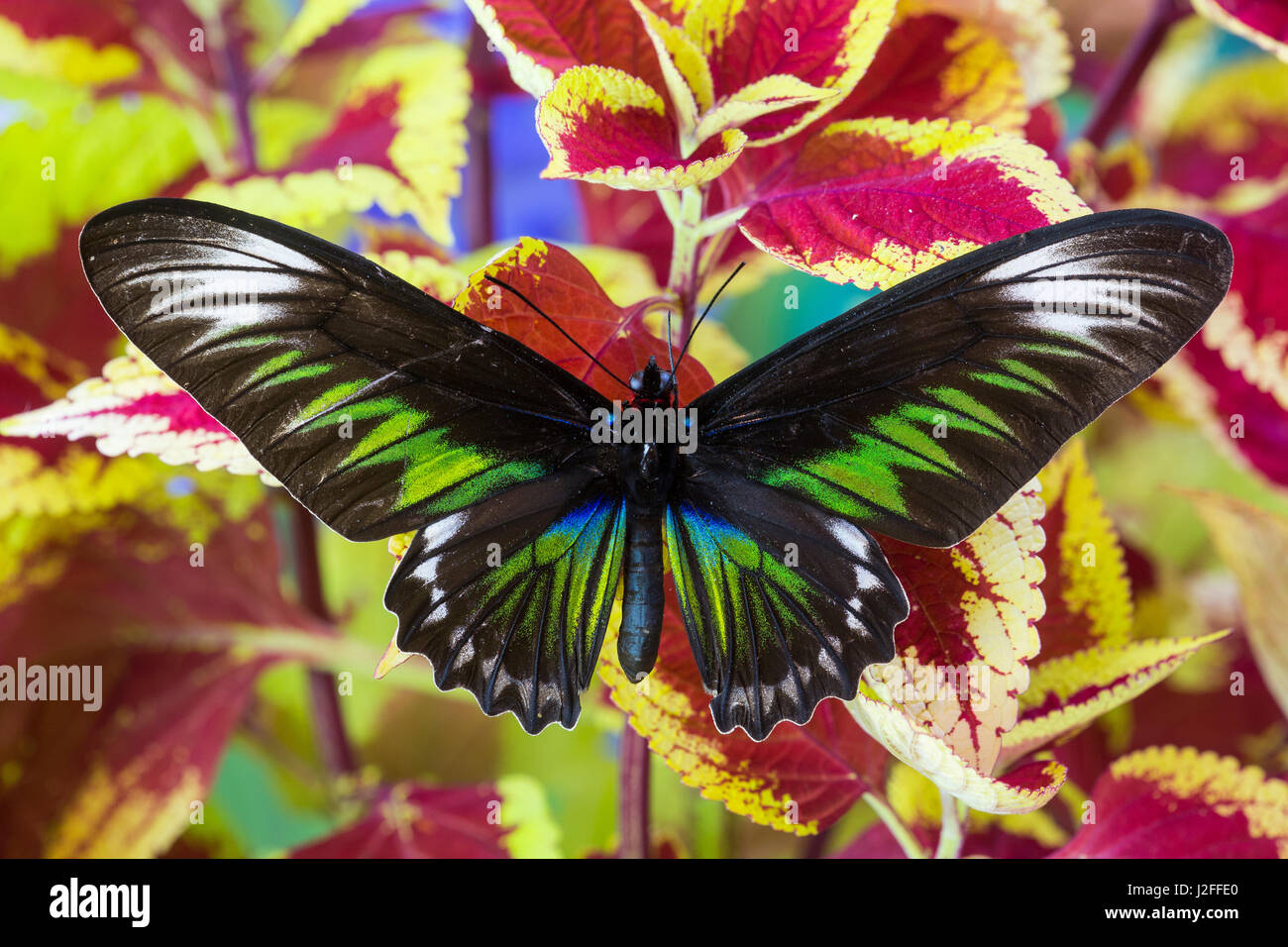 Rajah Brooke's Birdwing Butterfly Female, Trogonoptera brookiana Stock Photo