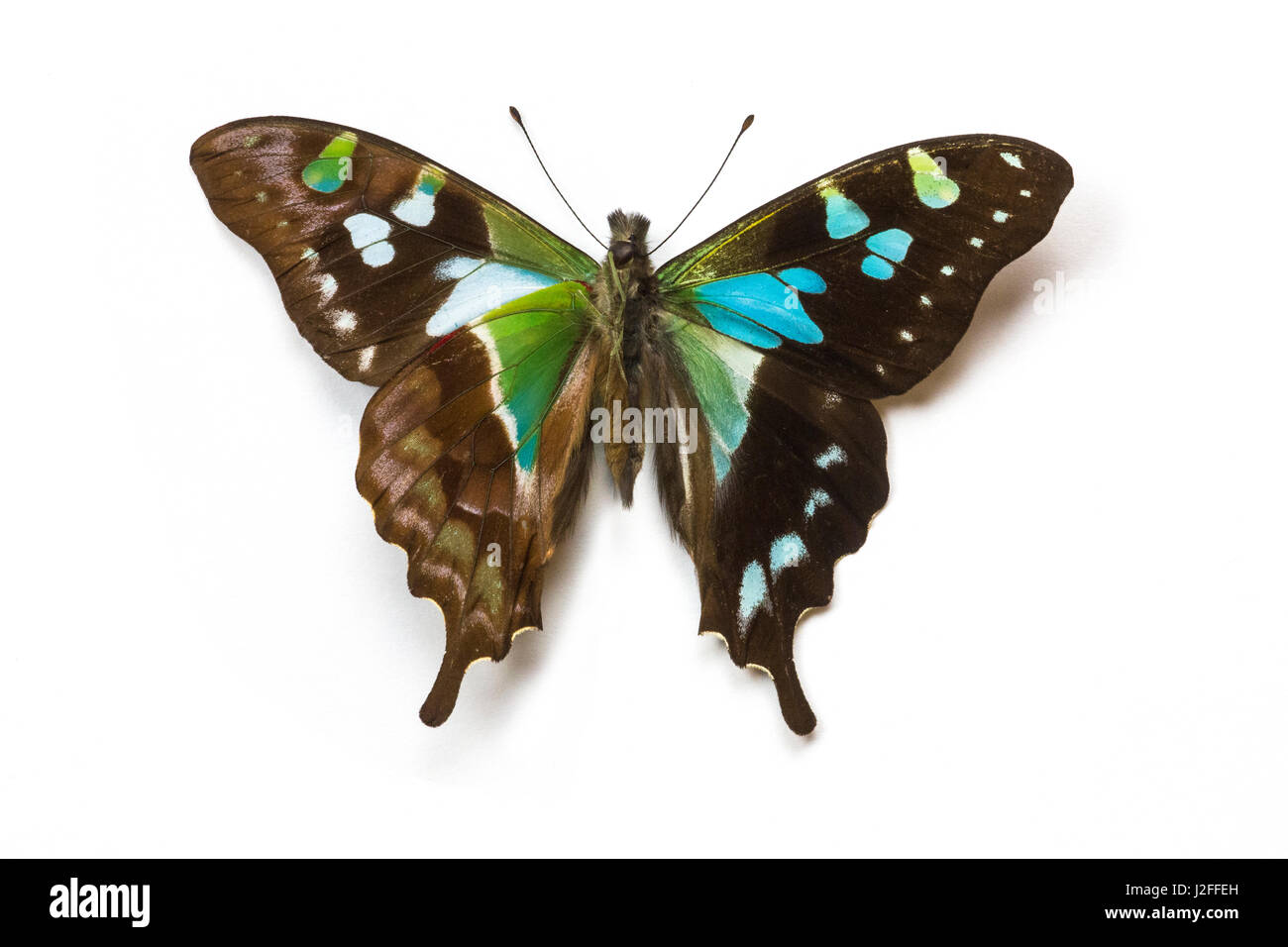 Graphium stresemanni swallowtail butterfly, comparing the top and bottom wings Stock Photo