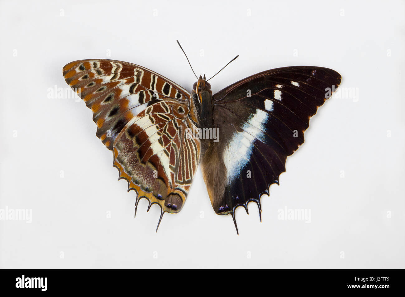 White-barred Emperor Butterfly, Charaxes Brutus wing comparison of the top and bottom side. Stock Photo