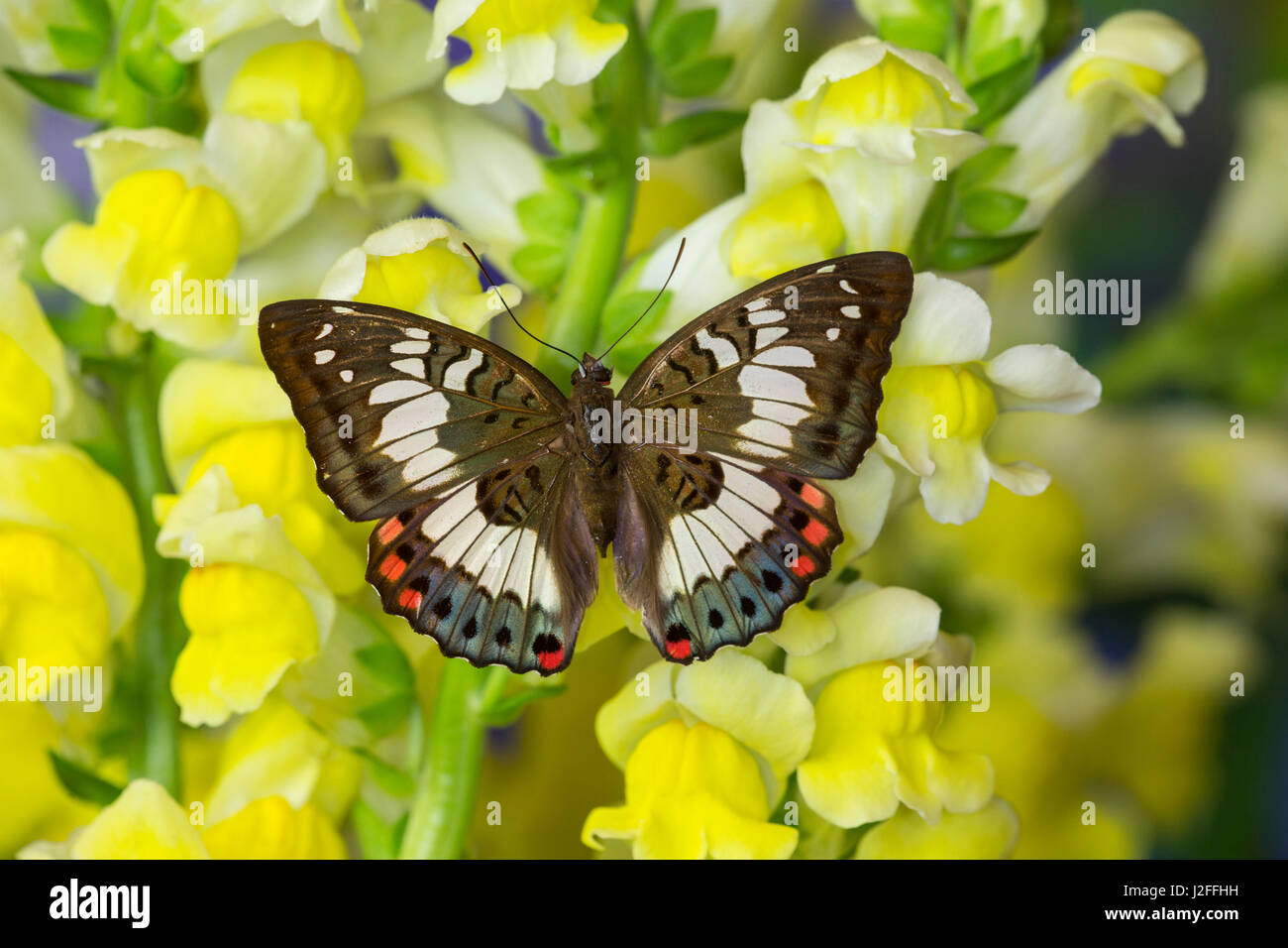 Butterfly female Euthalia adonia in the Nymphalidae family Stock Photo