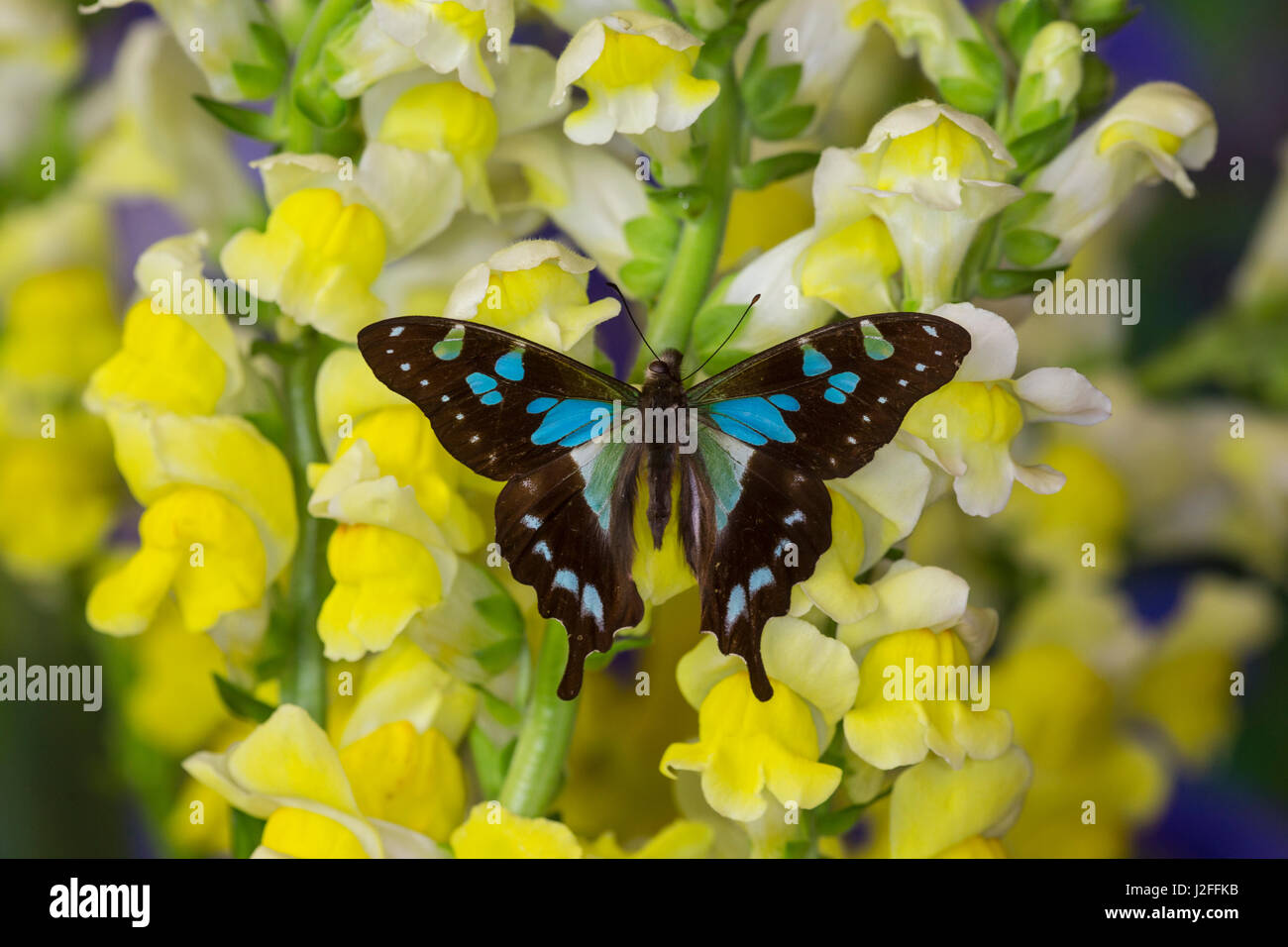 Butterfly Graphium Stresemanni Stock Photo
