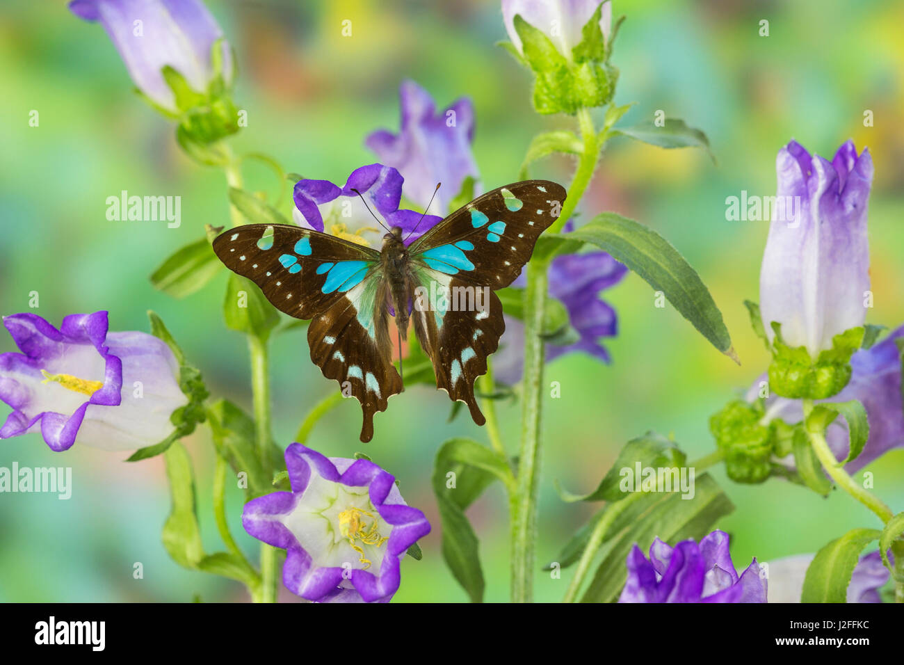 Butterfly Graphium Stresemanni Stock Photo