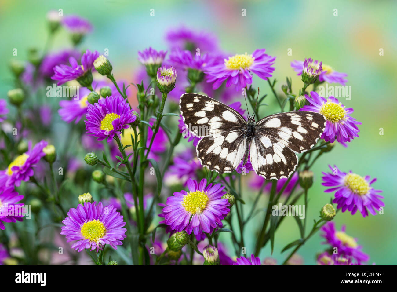 The marbled white butterfly, Melanargia galathea from Europe Stock Photo