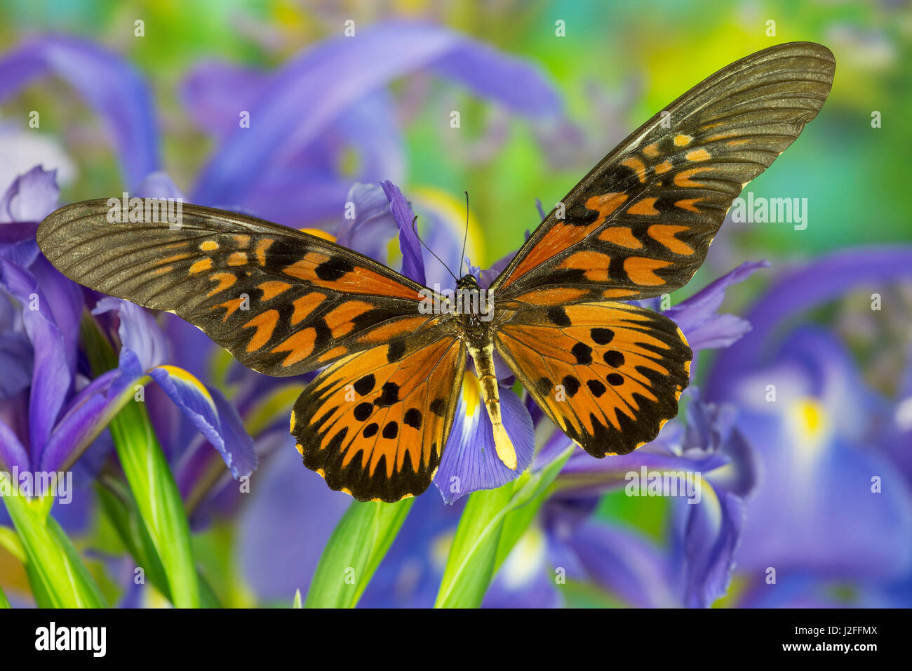 The Giant African Swallowtail Butterfly, Papilio antimachus Stock Photo