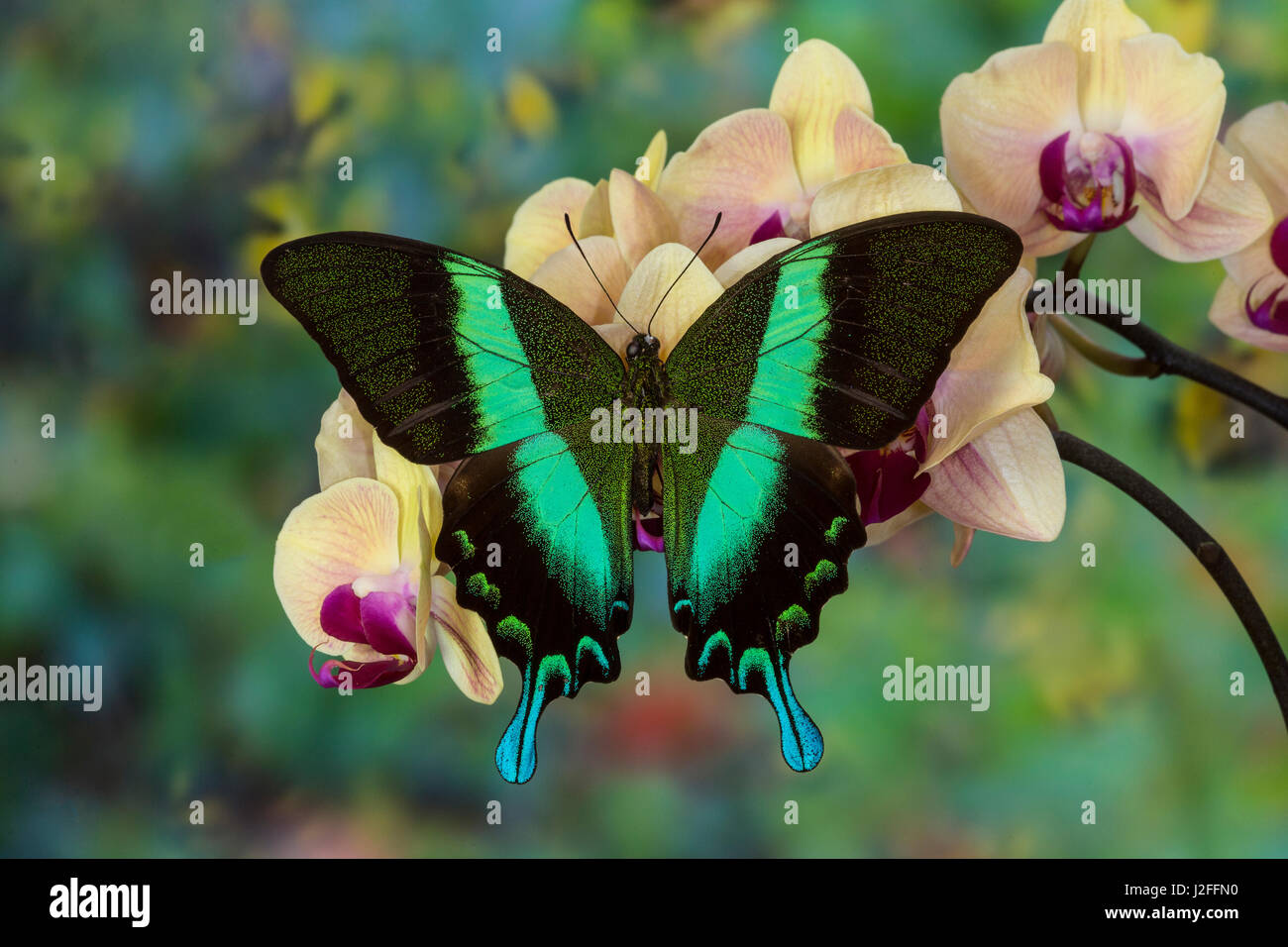 The Green Swallowtail Butterfly, Papilio blumei Stock Photo Alamy
