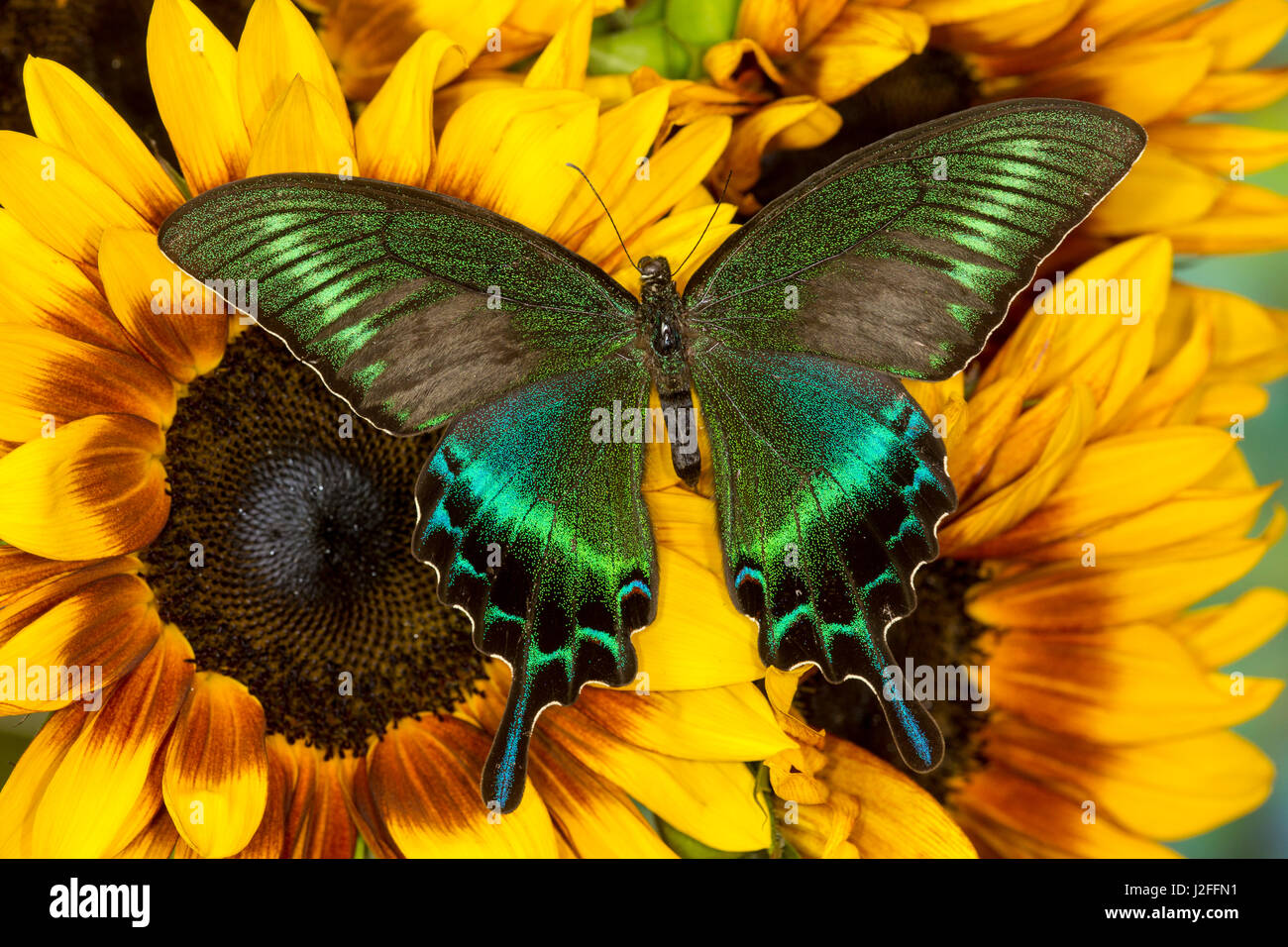 The Common Peacock Swallowtail Butterfly, Papilio bianor Stock Photo
