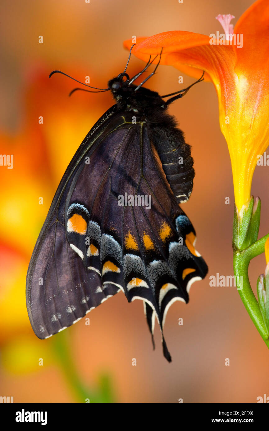 Black form of Eastern Tiger Swallowtail Butterfly, Papilio glaucus ...