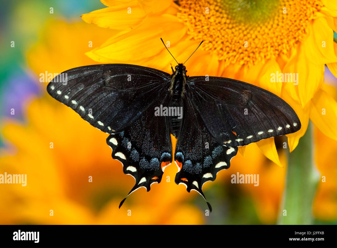 Black form of Eastern Tiger Swallowtail Butterfly, Papilio glaucus Stock Photo