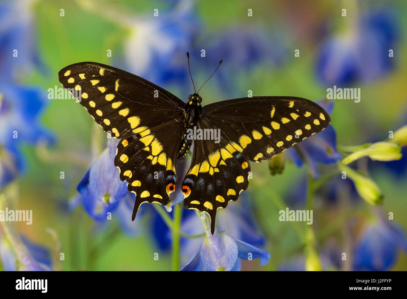 Black Swallowtail Butterfly, Papilio Polyxenes Stock Photo