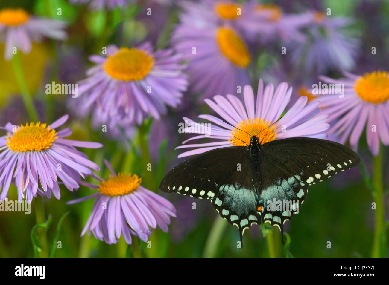 Spicebush Swallowtail Butterfly Papilio Troilus Stock Photo Alamy Spicebush Swallowtail Butterfly Papilio Troilus Stock Photo Alamy