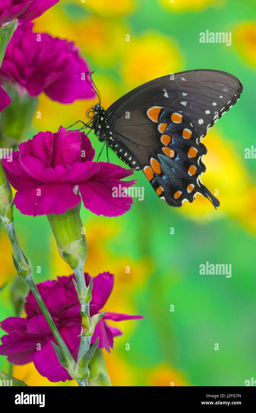 Spicebush Swallowtail Butterfly, Papilio troilus Stock Photo