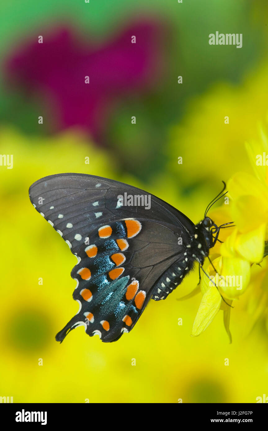 Spicebush Swallowtail Butterfly Papilio Troilus Stock Photo Alamy Spicebush Swallowtail Butterfly Papilio Troilus Stock Photo Alamy