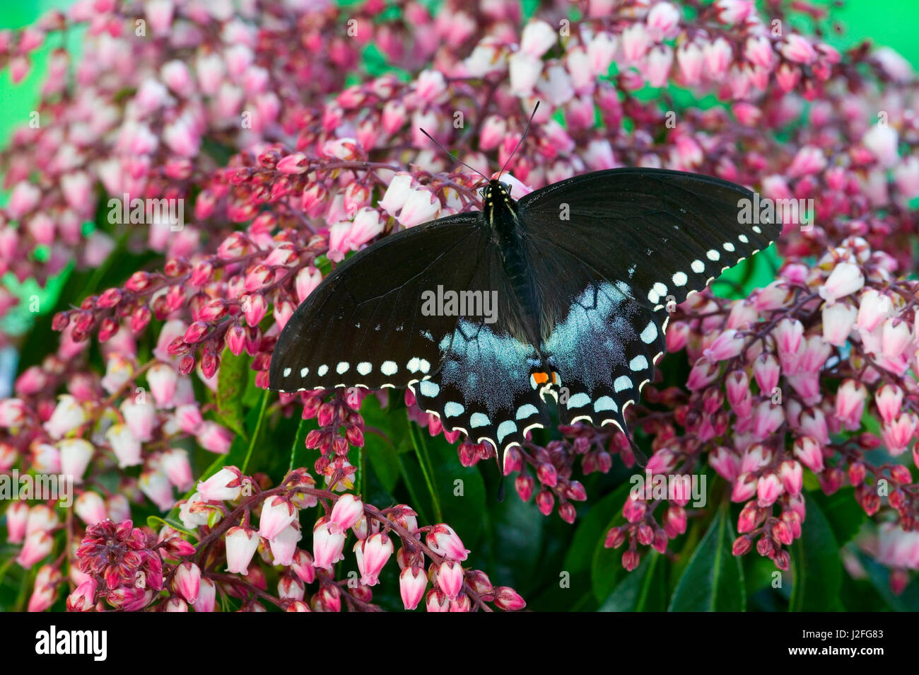Spicebush Swallowtail Butterfly Papilio Troilus Stock Photo Alamy Spicebush Swallowtail Butterfly Papilio Troilus Stock Photo Alamy