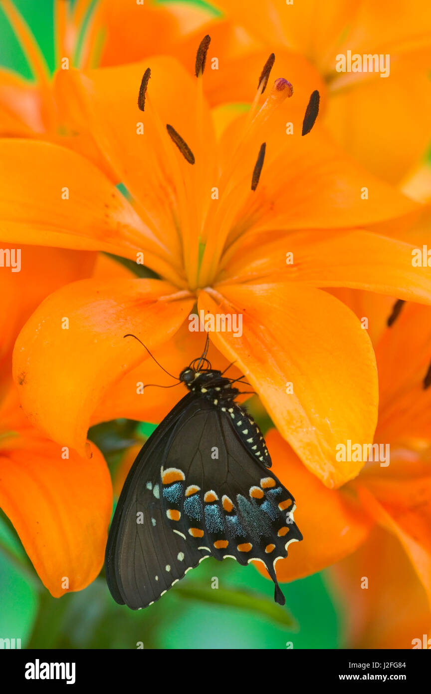 Spicebush Swallowtail Butterfly Papilio Troilus Stock Photo Alamy Spicebush Swallowtail Butterfly Papilio Troilus Stock Photo Alamy