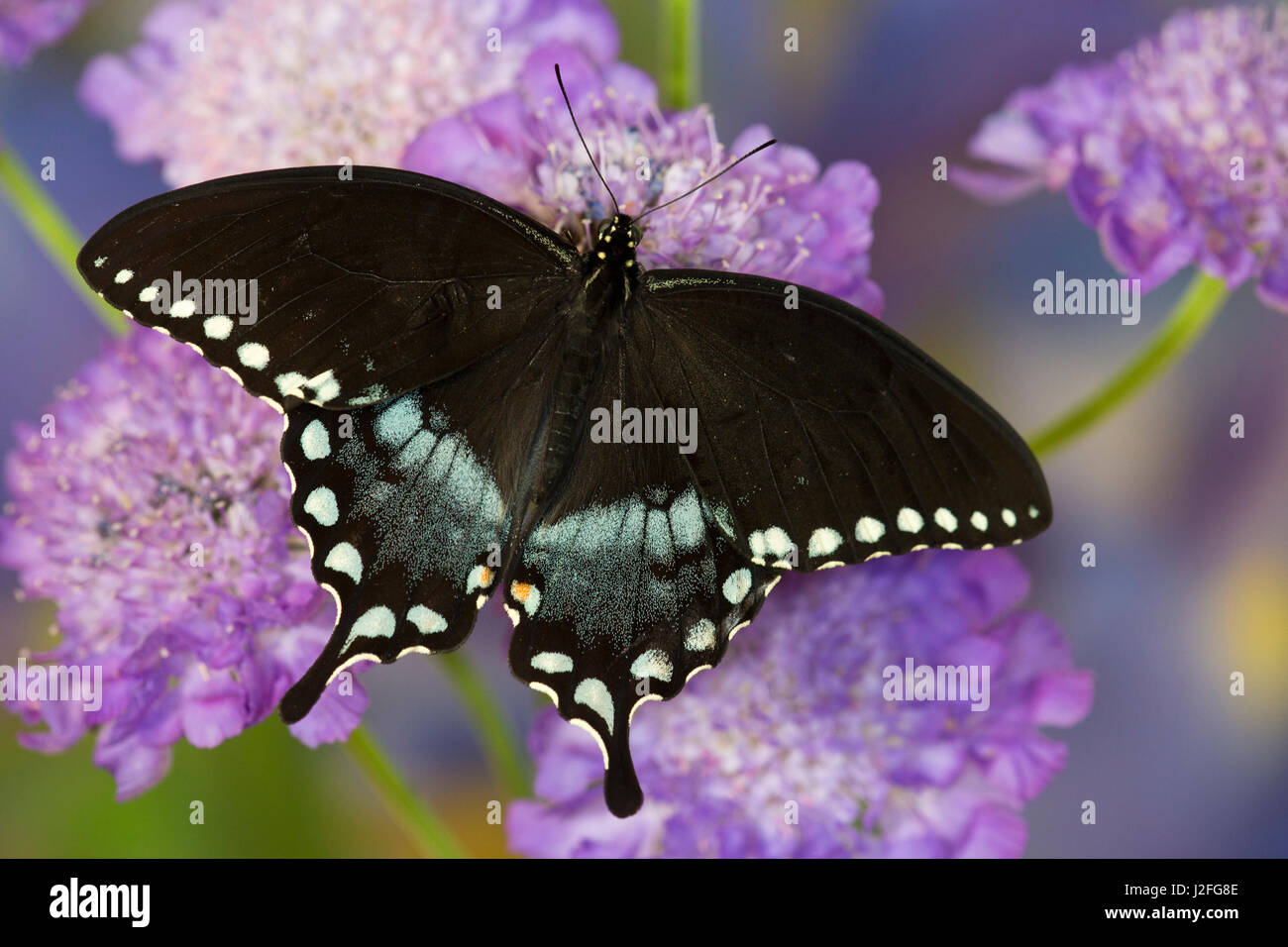 Papilio troilus гусеница