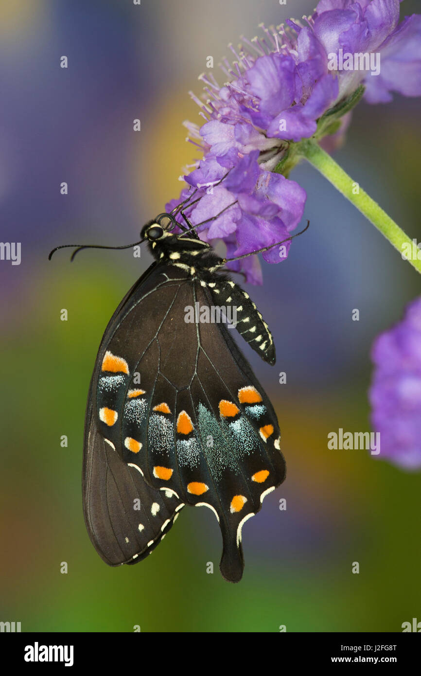 Spicebush Swallowtail Butterfly Papilio Troilus Stock Photo Alamy Spicebush Swallowtail Butterfly Papilio Troilus Stock Photo Alamy