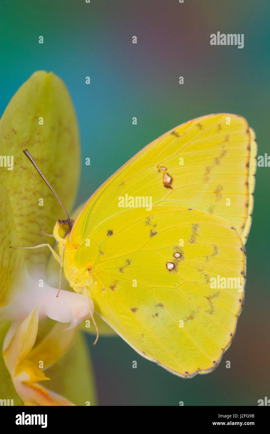 Sulphur Butterfly in the Phoebis family. Stock Photo