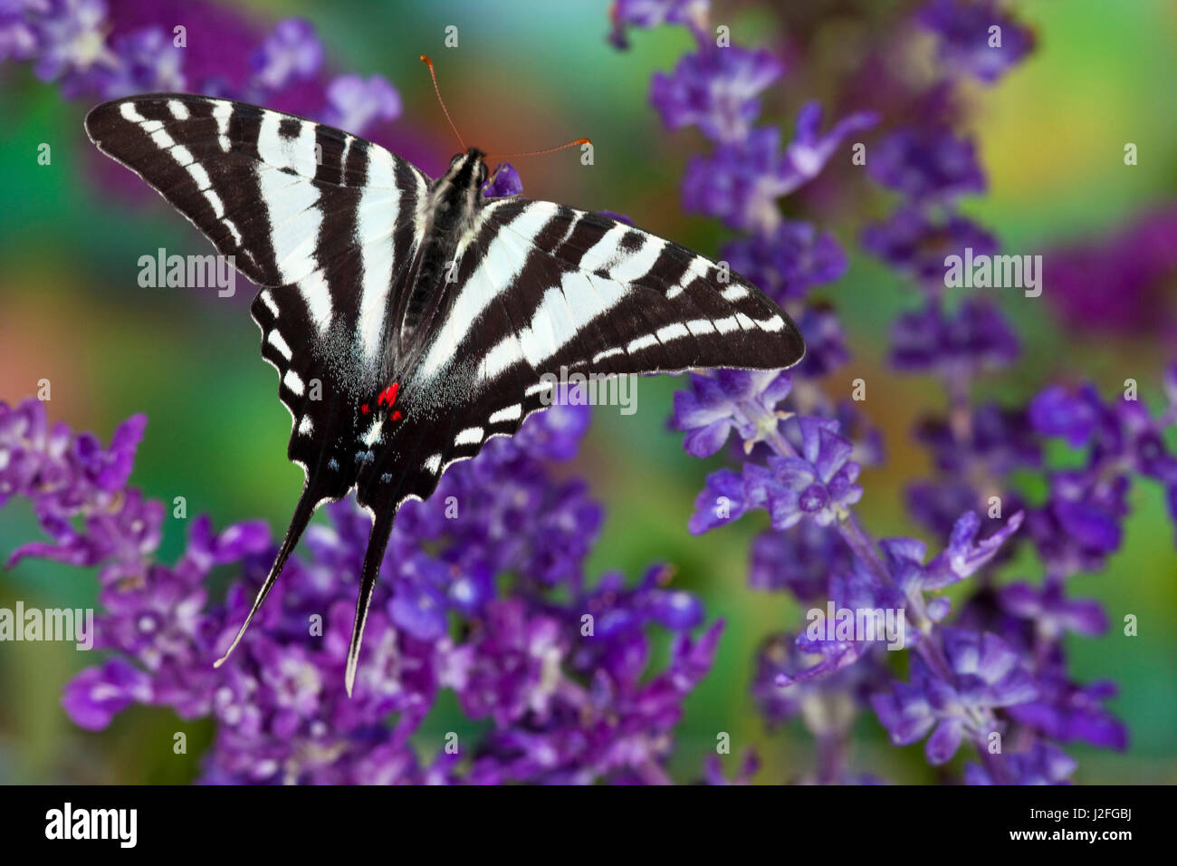 Zebra Swallowtail North American Swallowtail Butterfly, Eurytides marcellus Stock Photo Alamy
