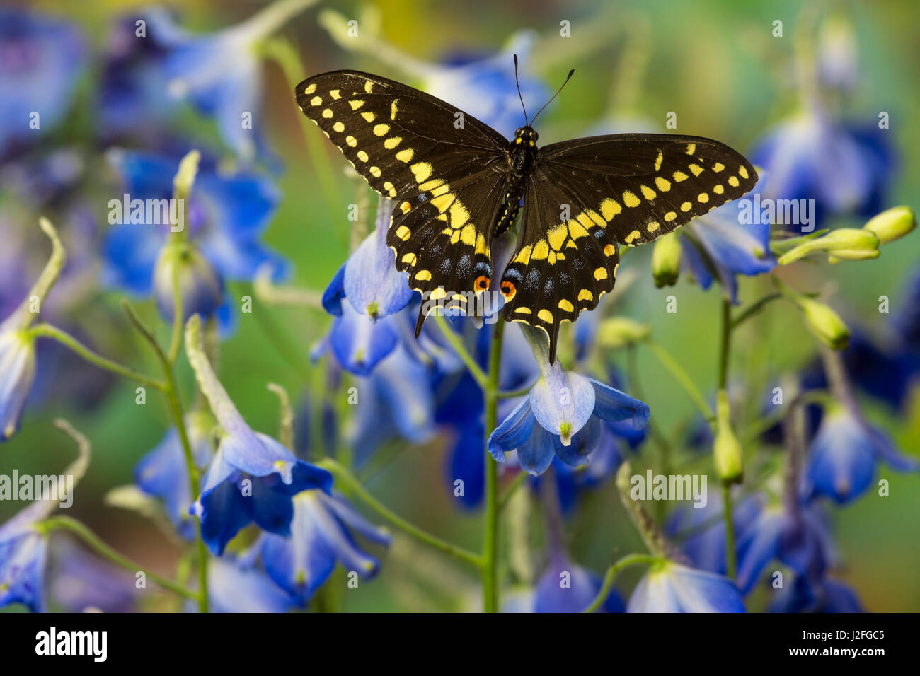 Black Swallowtail Butterfly, Papilio polyxenes from Costa Rica Stock Photo