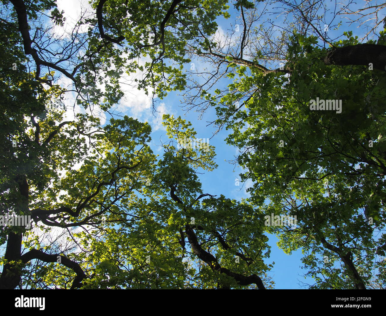Low angle view trees and blue sky Stock Photo - Alamy