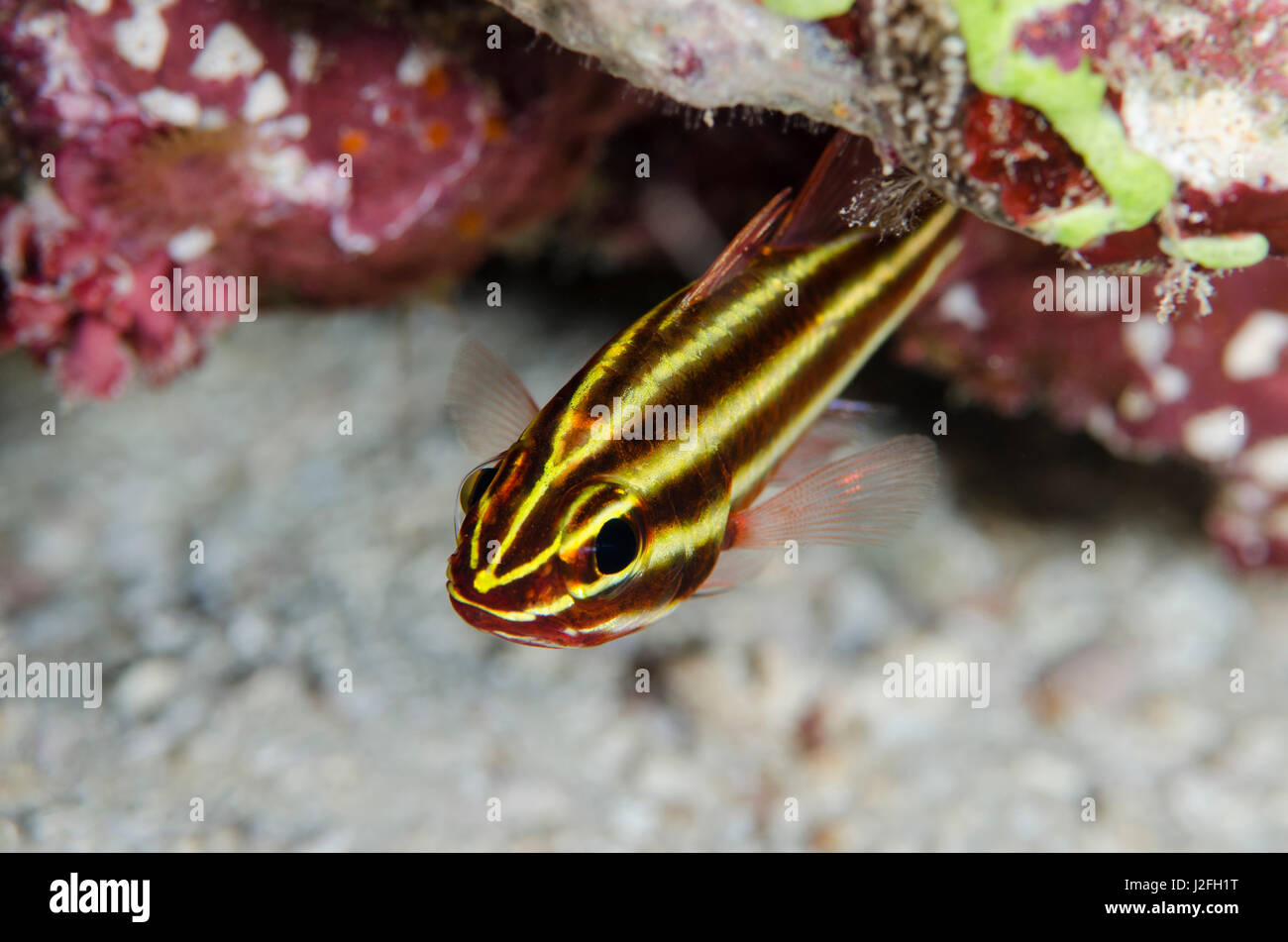 Blackstripe Cardinalfish (Apogon nigrofasciatus), Rainbow Reef, Fiji. Stock Photo