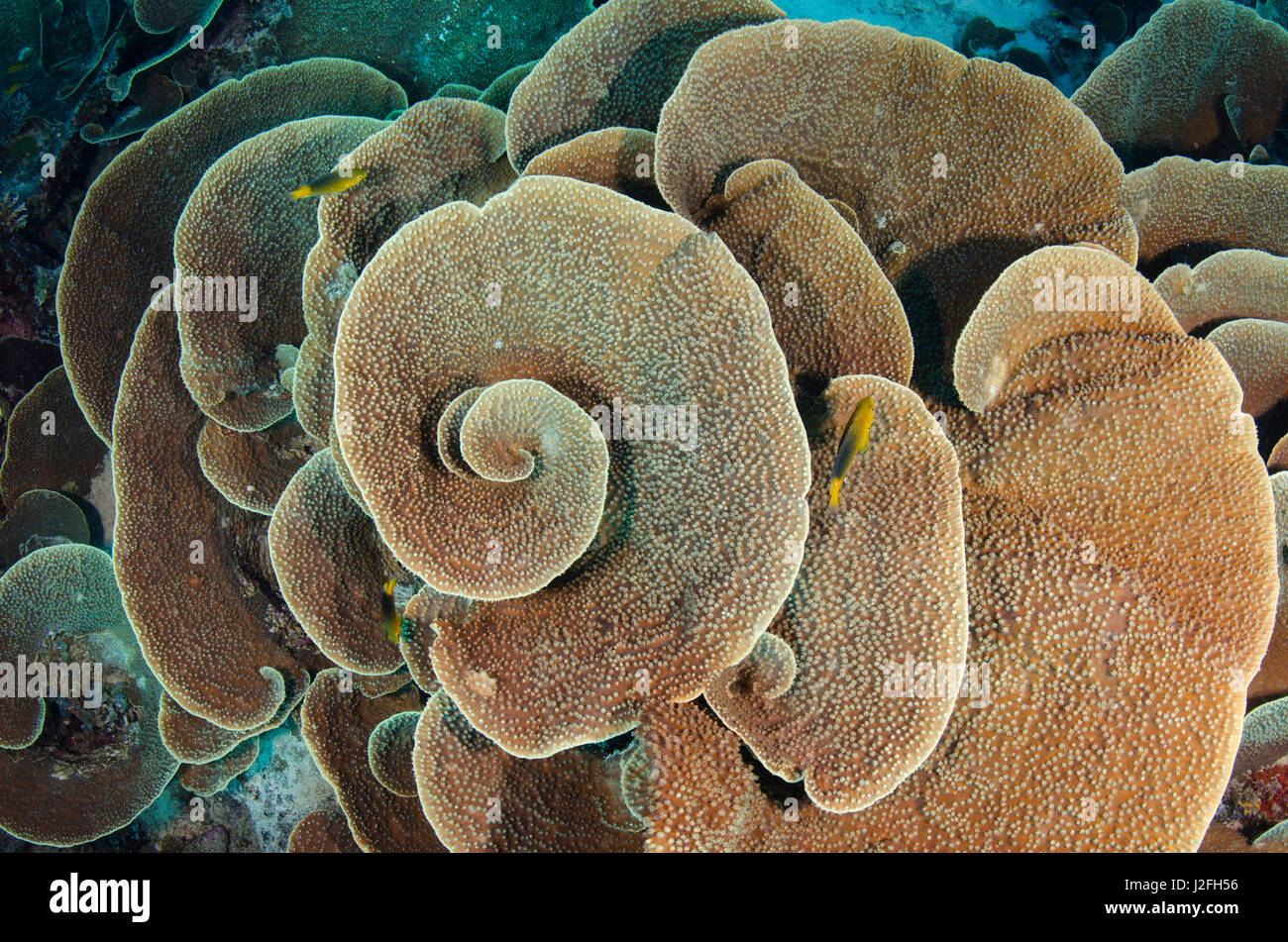 Cabbage sheet coral (Agaricia), Rainbow Reef, Fiji. Stock Photo