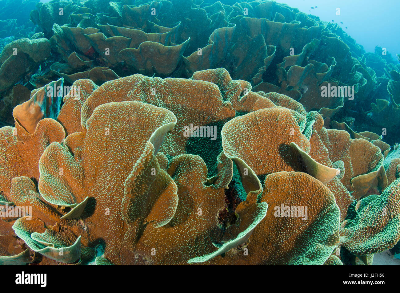 Agaricia agaricites reef coral underwater Abrolhos, Bahia, Brazil