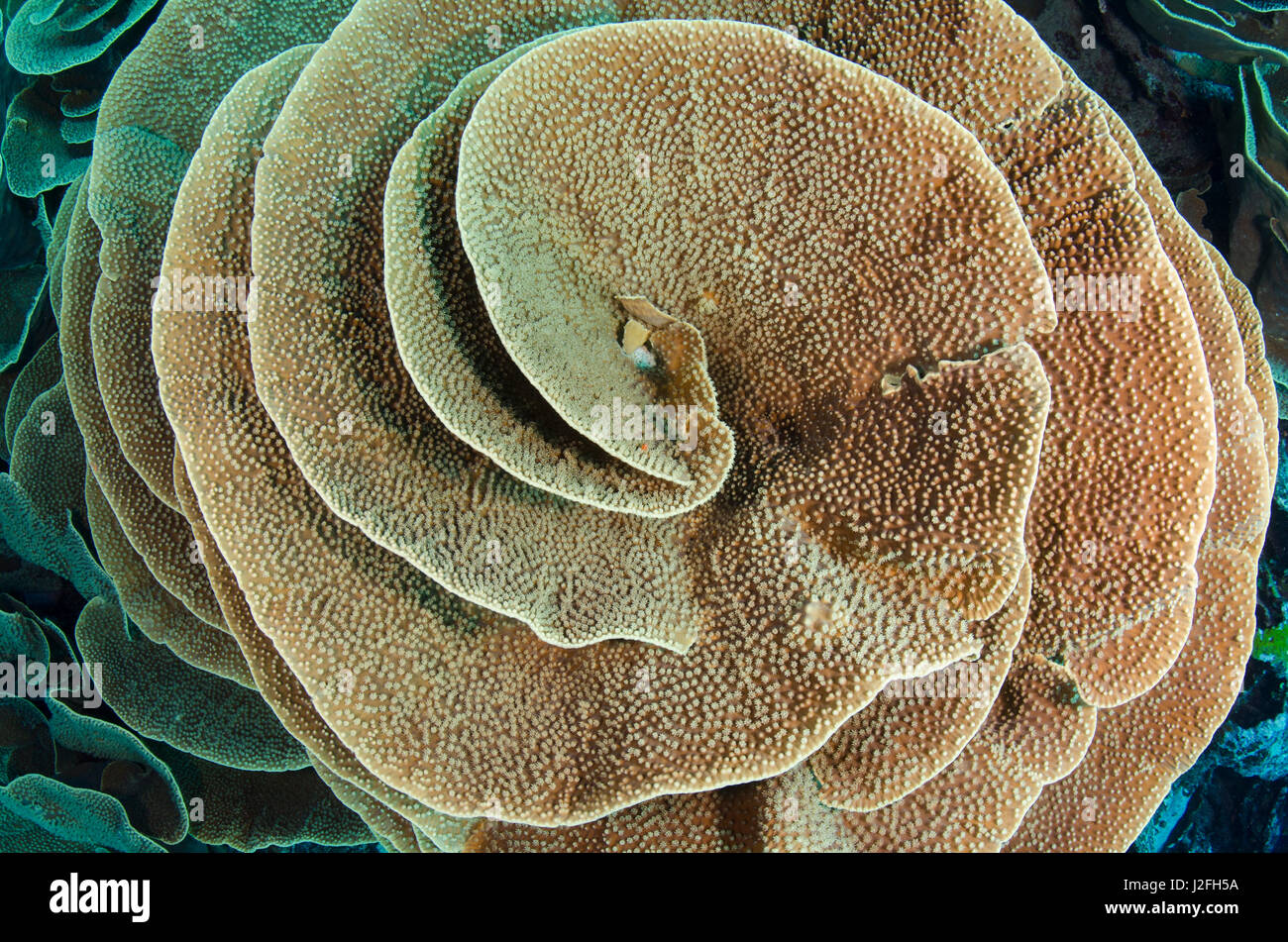 Cabbage sheet coral (Agaricia), Rainbow Reef, Fiji. Stock Photo