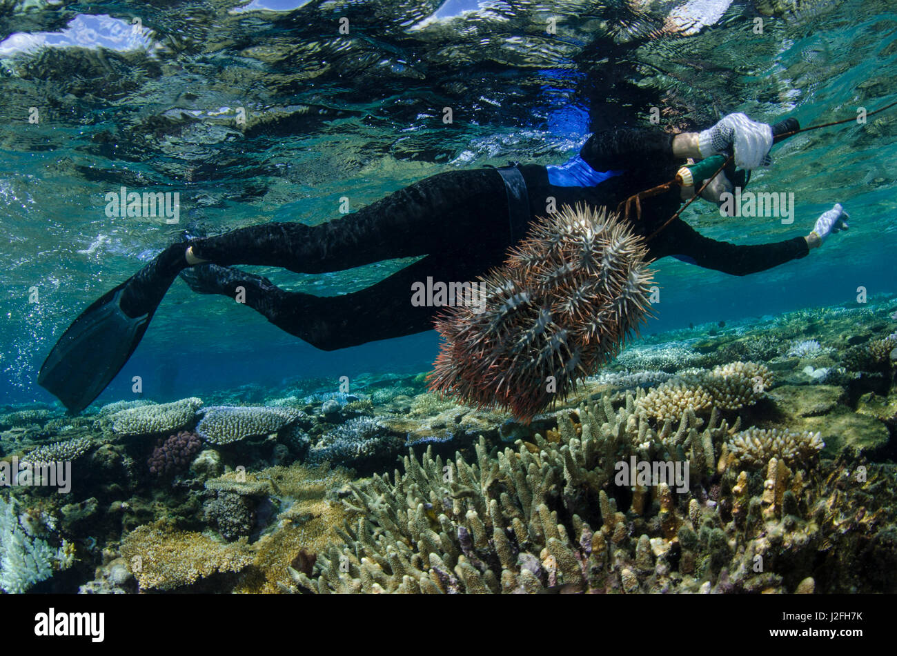 Crown-of-Thorns Sea Star (Acanthaster planci) Control on coral reef, Fiji. (MR) Stock Photo