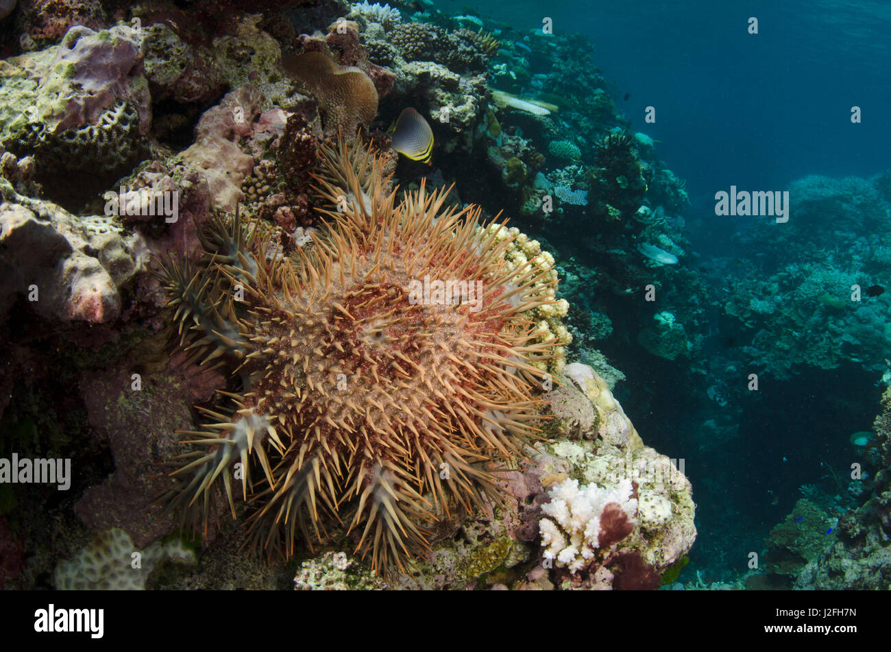 Crown-of-Thorns Sea Star (Acanthaster planci), on coral reef, Fiji, Can be very damaging to coral reefs Stock Photo