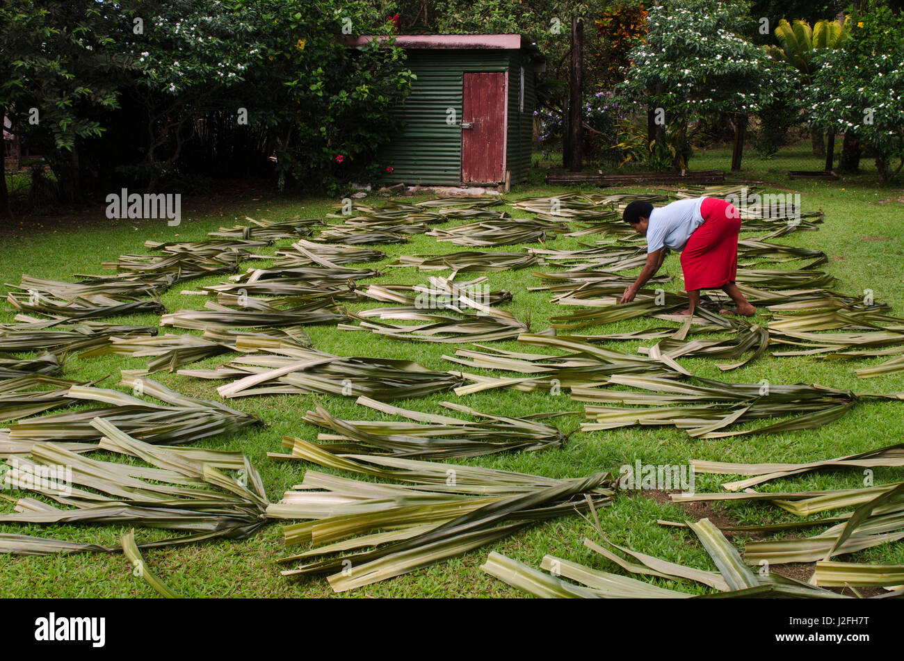 Drying Pandanus Palm to make mats, Bouma National Park, Fiji Stock