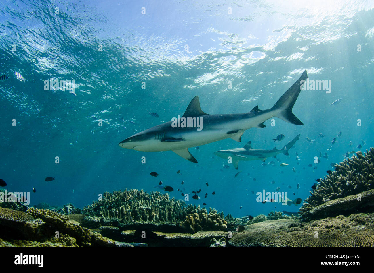 Grey Reef Shark (Carcharhinus amblyrhynchos), In shallow water on coral reef, Benga Lagoon, Viti Levu, Fiji. Stock Photo