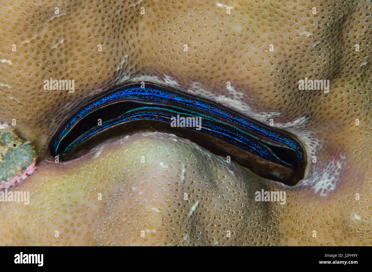 Iridescent Scallop (Pedum spondyloideum), Fiji, Open showing mantle Stock Photo