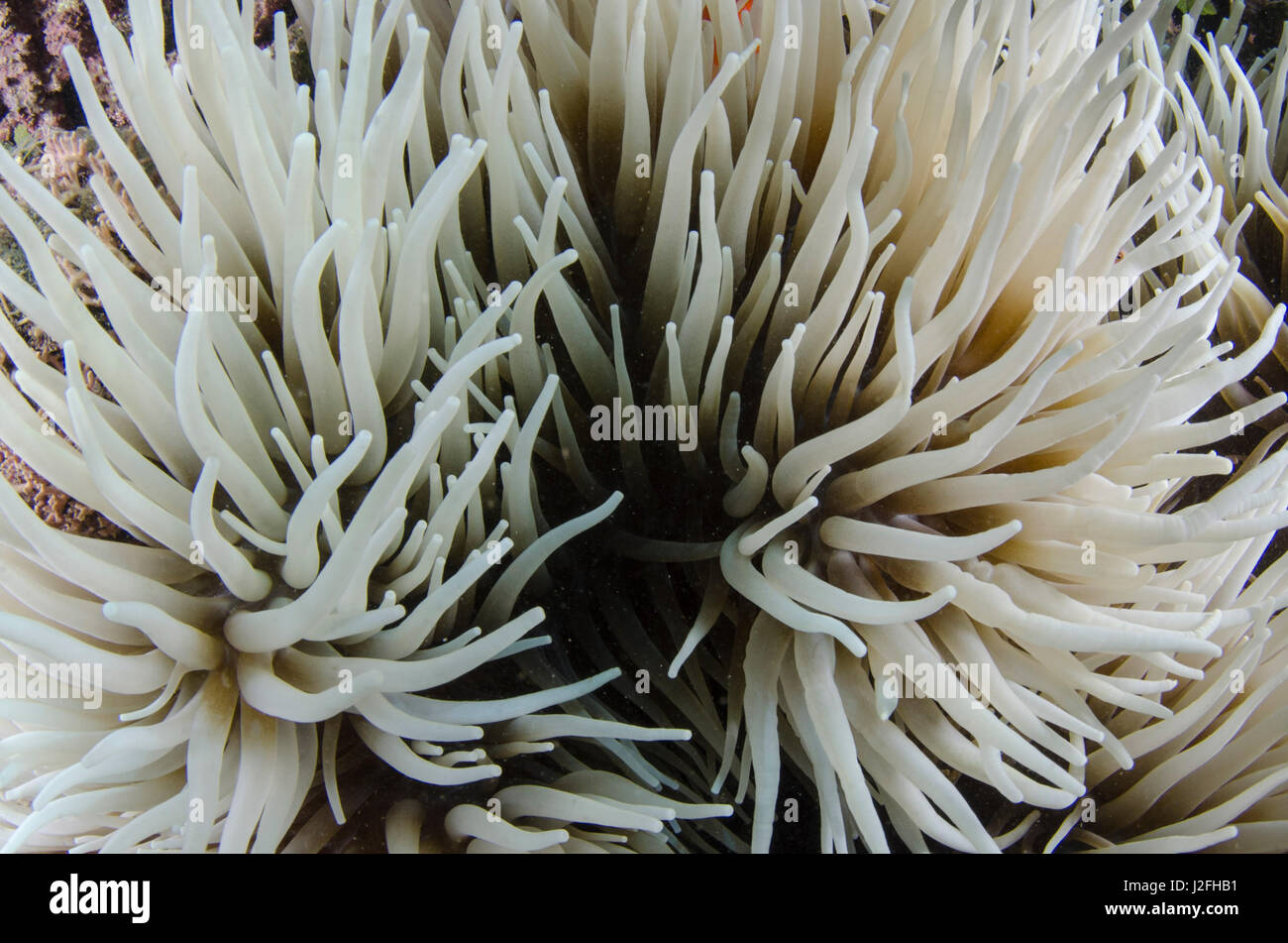 Magnificent Sea Anemone (Heteractis magnifica), Fiji. Stock Photo