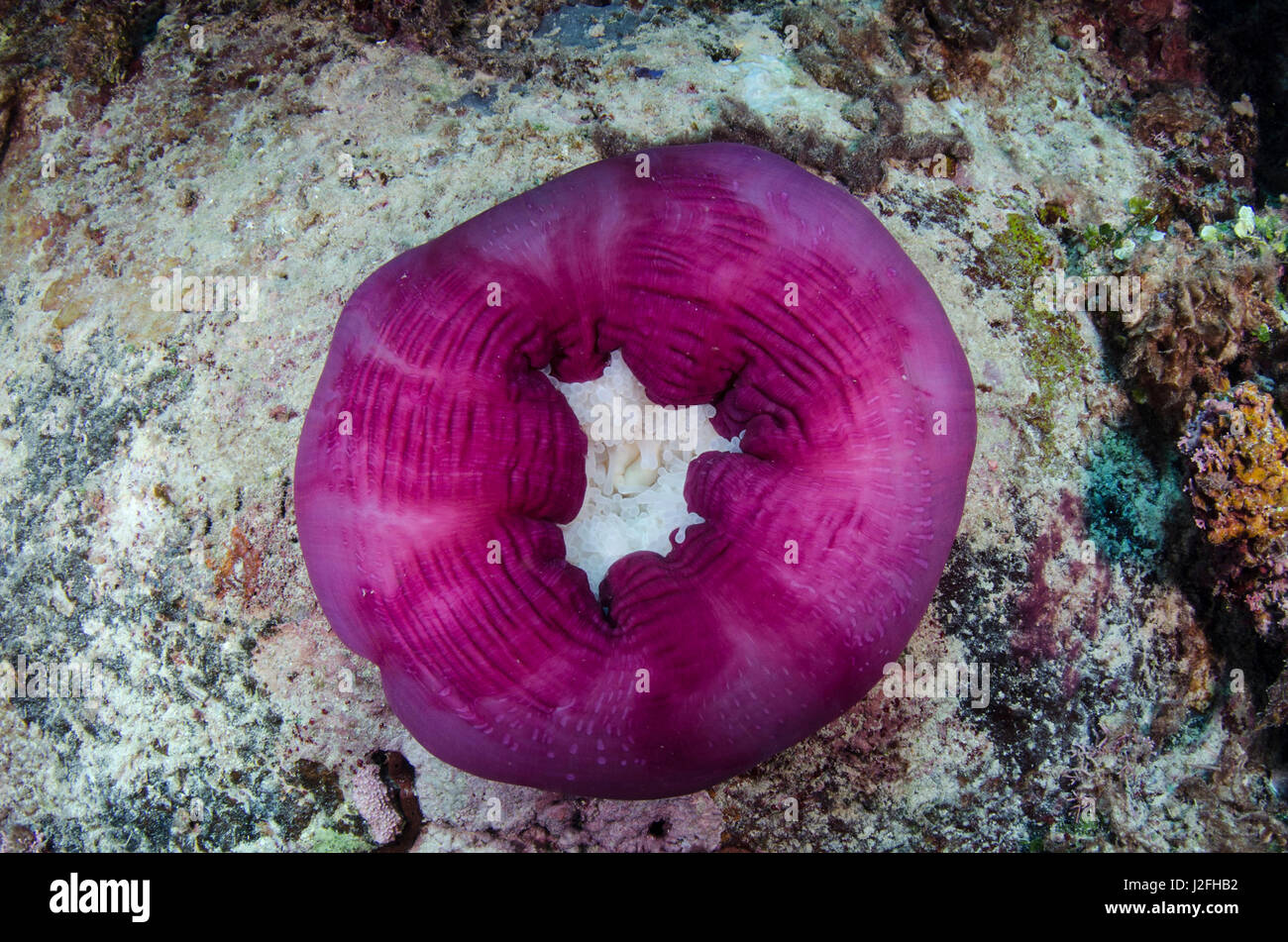 Magnificent Sea Anemone (Heteractis magnifica), Fiji. Stock Photo