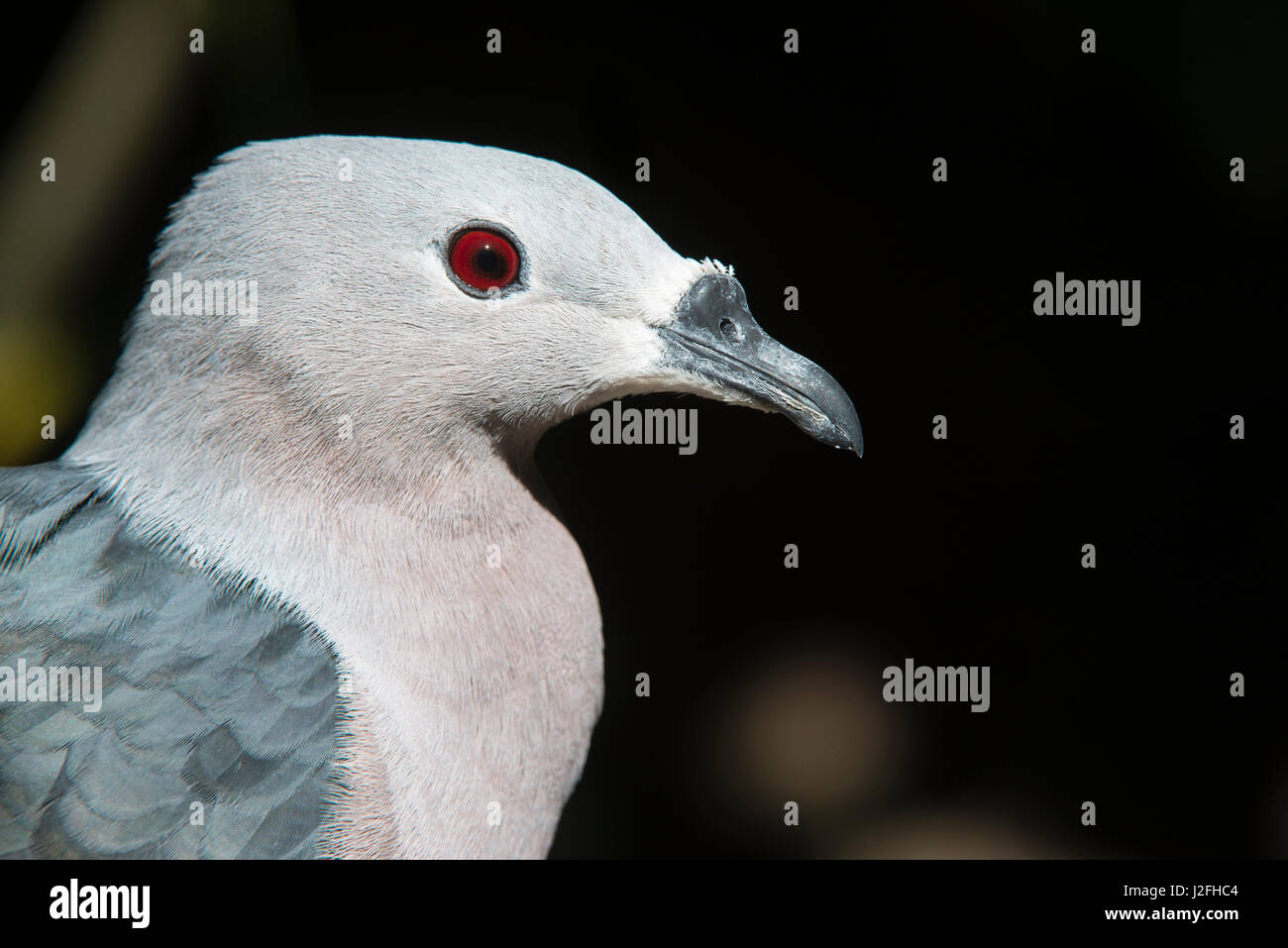 Pacific pigeon (Ducula pacifica), Fiji. Stock Photo