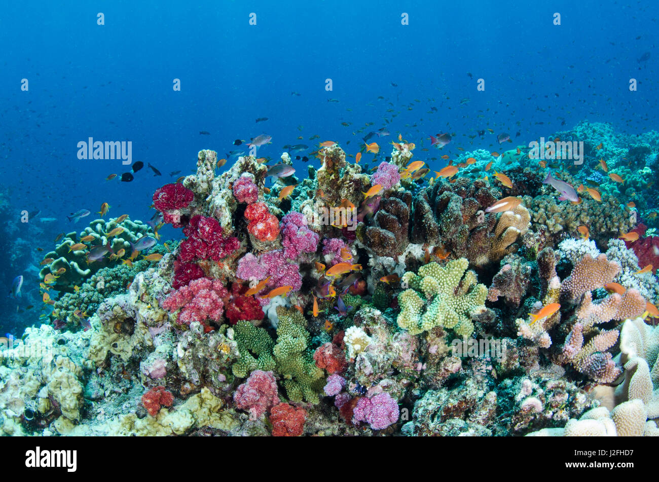 Scalefin Anthias (Pseudanthias squamipinnis) and diverse coral reef ...