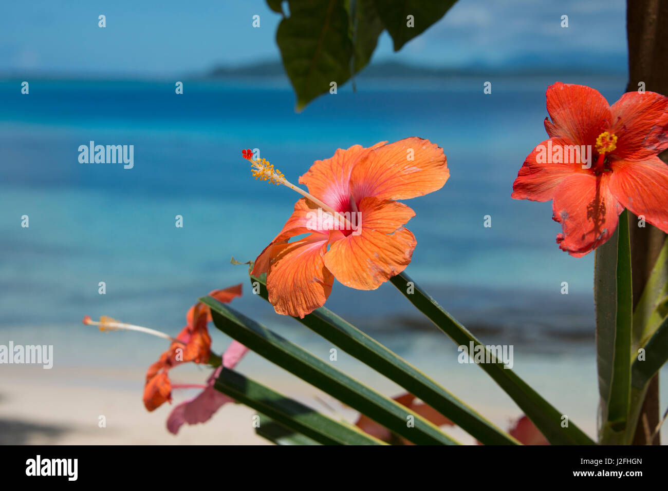 Melanesia, Solomon Islands, island of Owaraha or Owa Raha (formerly known  as Santa Ana), village of Gupuna aka Ghupuna. Artistically arranged hibiscus  flowers on the beach of Owa Raha. (Large format sizes