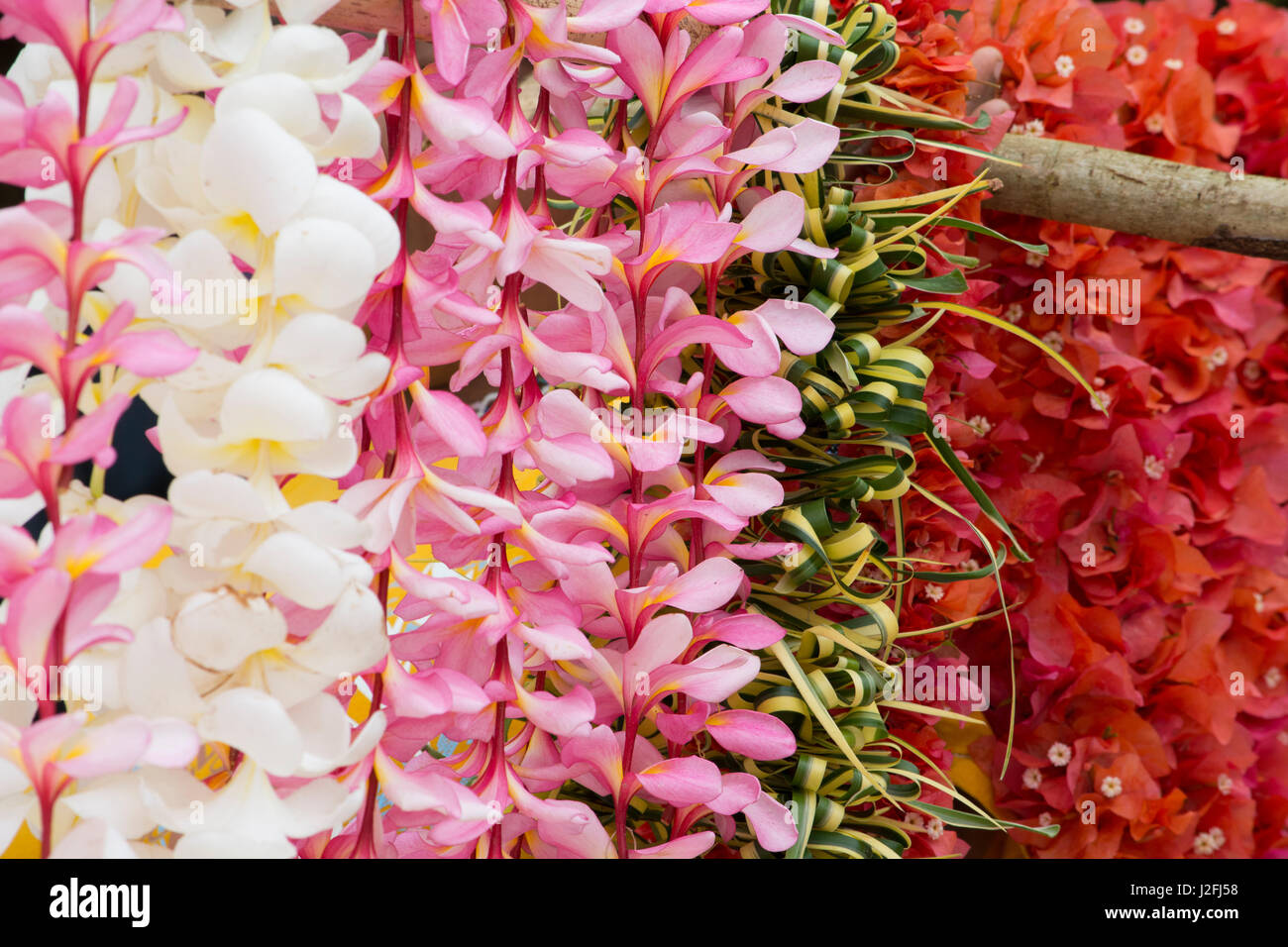 Republic of Vanuatu, Torres Islands, Loh Island. Colorful tropical flower leis hanging on branch. Stock Photo