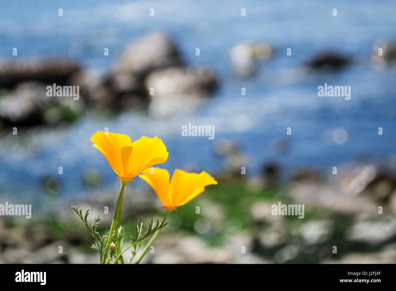 Closeup viewpoint hires stock photography and images Alamy