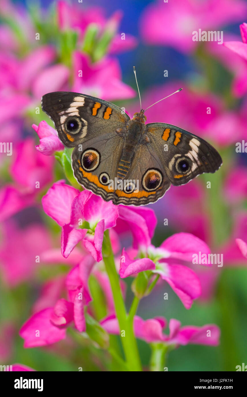Buckeye Butterfly with eyespots, Junonia coenia Stock Photo Alamy