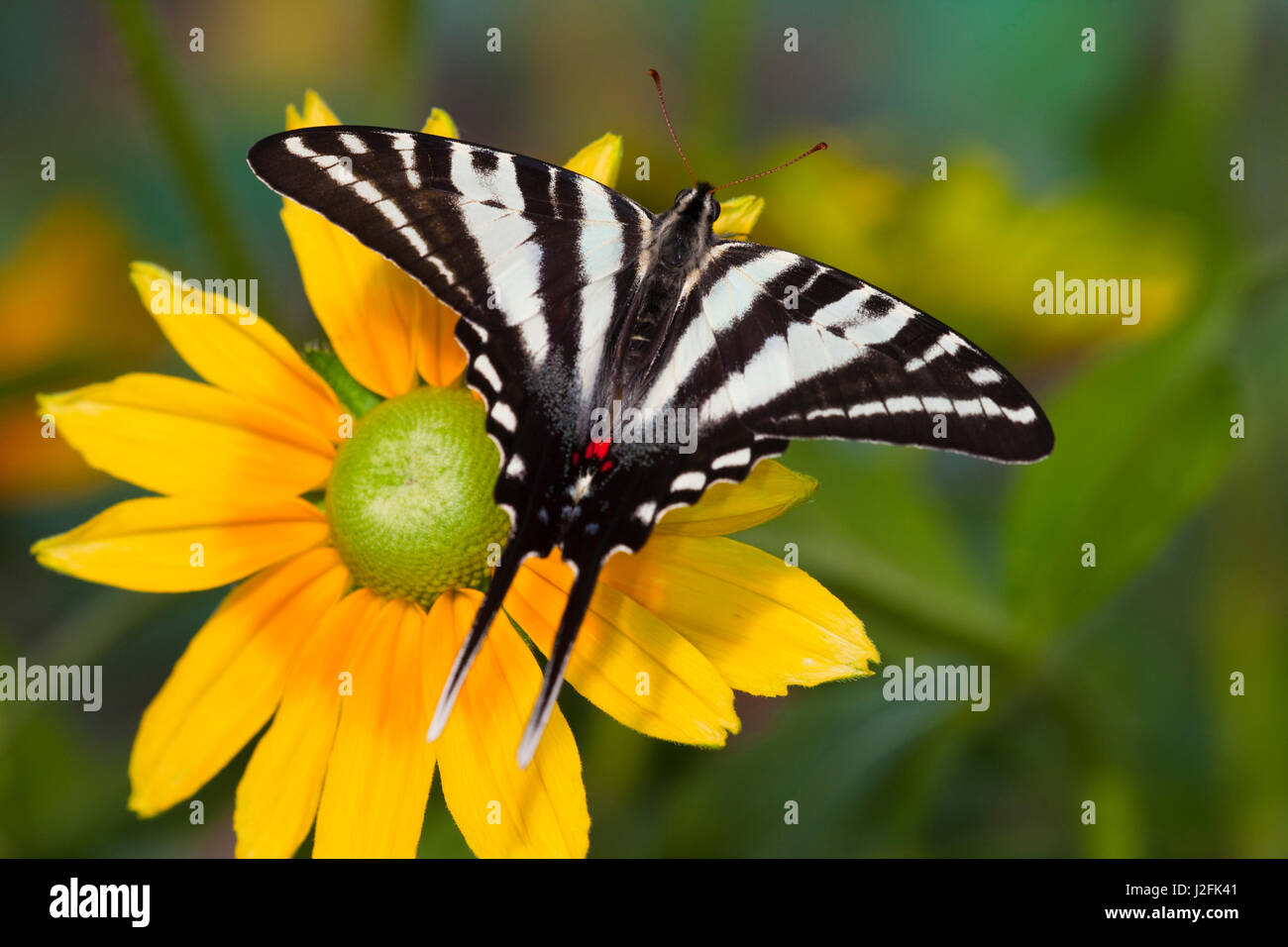Zebra Swallowtail Butterfly, Eurytides marcellus Stock Photo Alamy