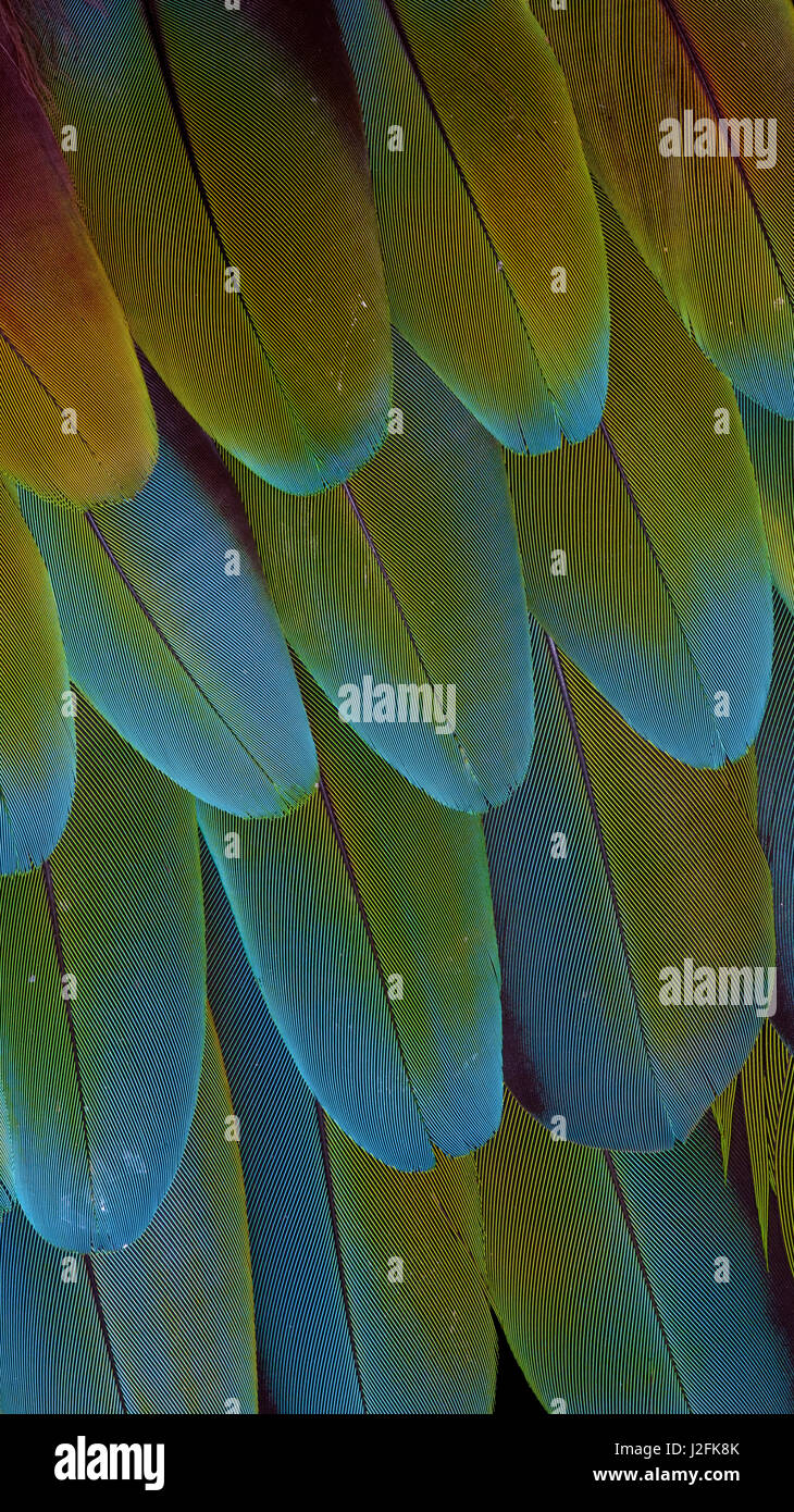 Green-winged Macaw wing feathers Stock Photo