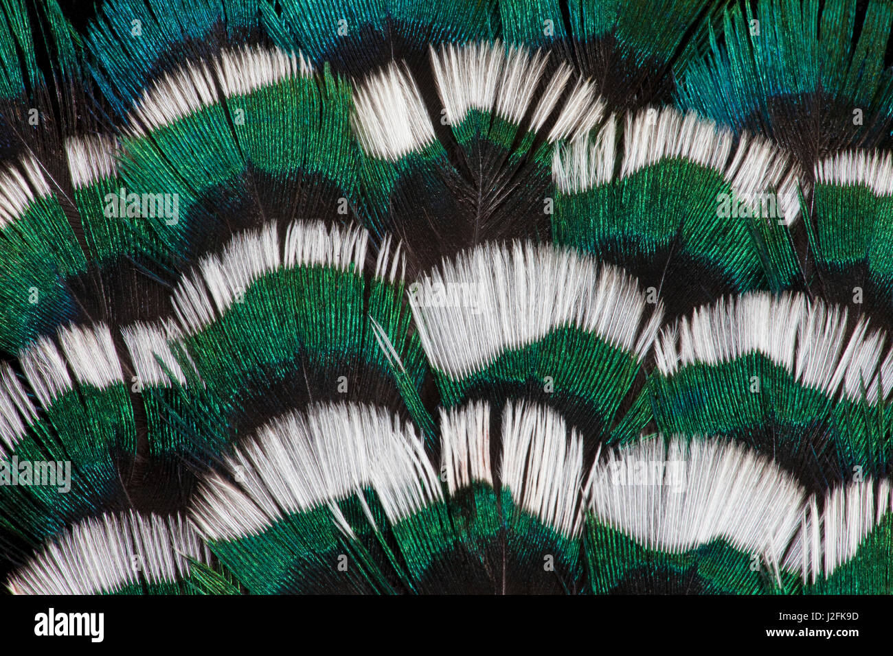 Ringnecked Pheasant neck feathers Stock Photo Alamy