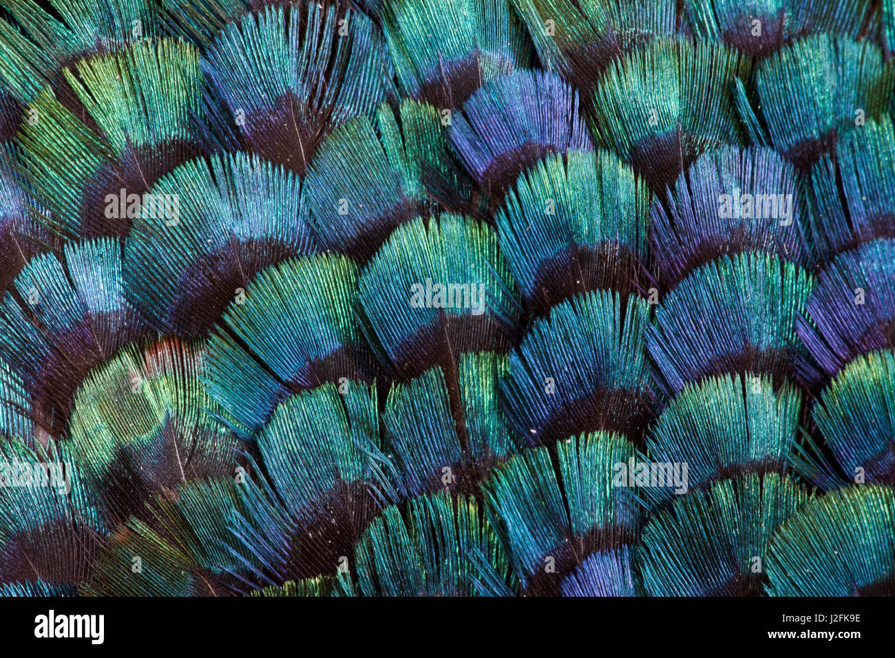 Pheasant body feather fan design Stock Photo