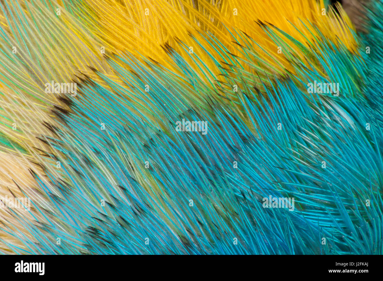 Yellowheaded Amazon Parrot Stock Photo Alamy