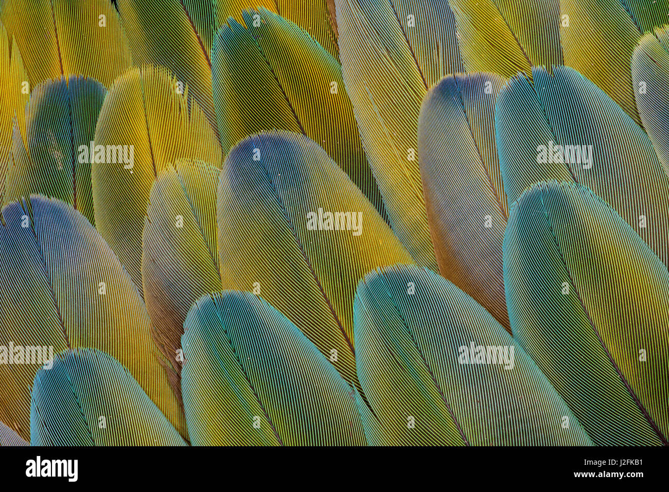 Covert wing feathers of the Camelot Macaw Stock Photo