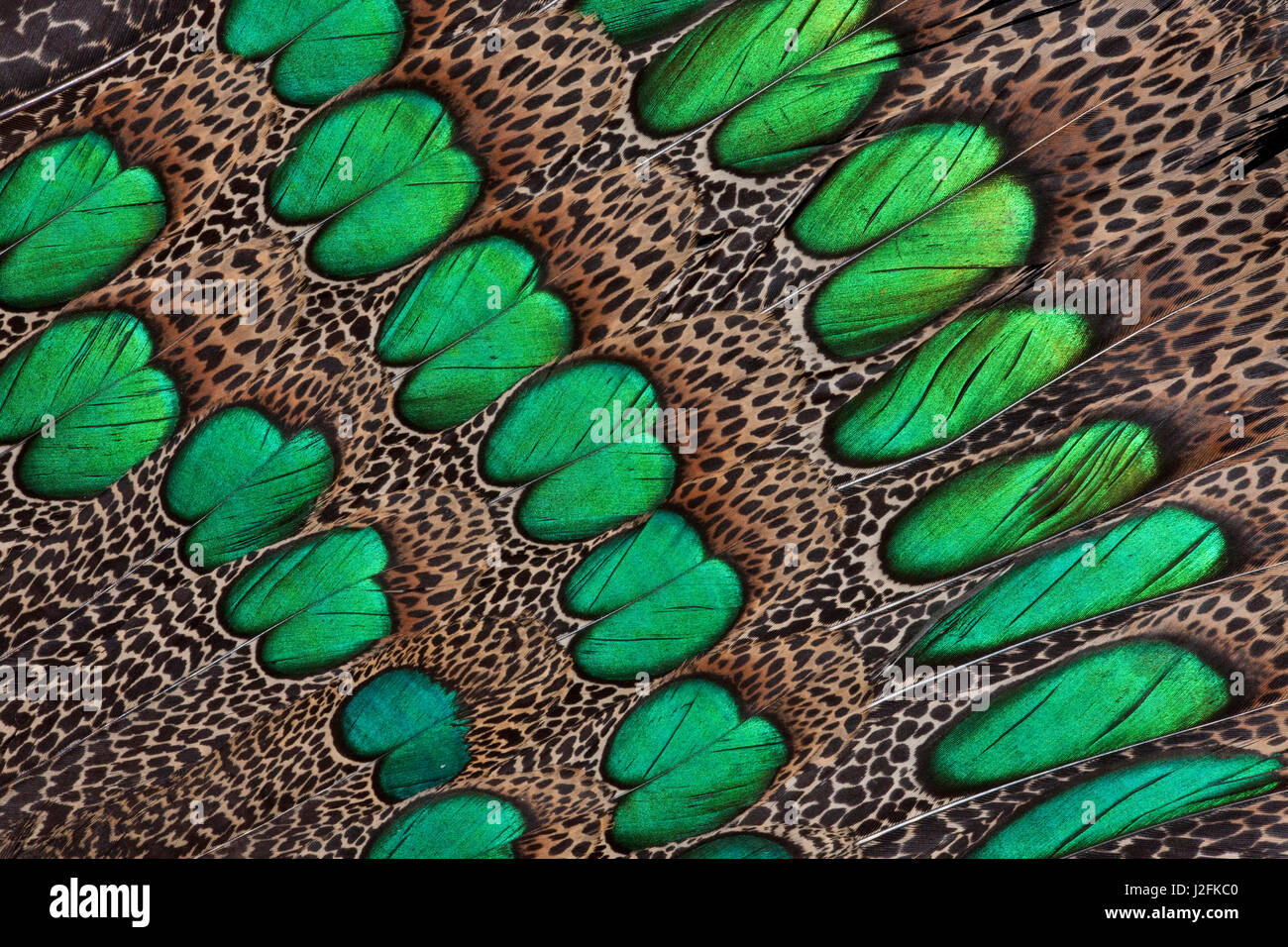 Feather design of the Malay Peacock Pheasant Stock Photo Alamy
