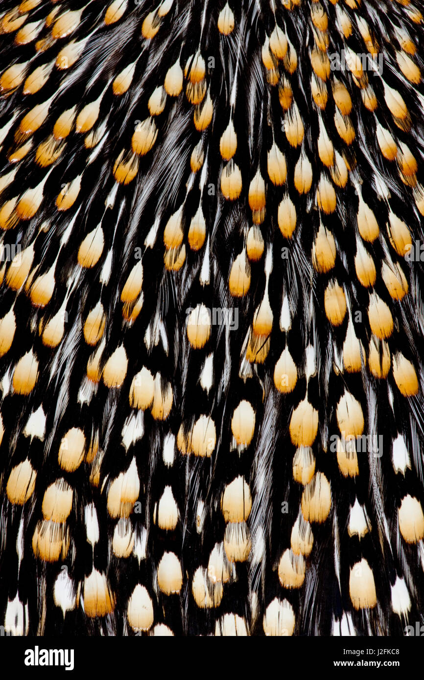 Jungle Cock feathers Stock Photo - Alamy